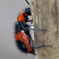 Dicranolaius sp. at Casey, ACT - 10 Jan 2025 06:36 PM