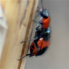 Dicranolaius sp. at Casey, ACT - 10 Jan 2025 06:36 PM