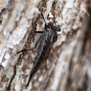 Cerdistus sp. (genus) at Casey, ACT - 10 Jan 2025 06:37 PM