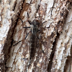 Cerdistus sp. (genus) at Casey, ACT - 10 Jan 2025 06:37 PM