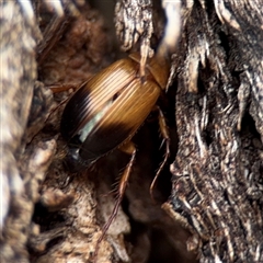 Phyllotocus macleayi (Nectar scarab) at Ngunnawal, ACT - 10 Jan 2025 by Hejor1