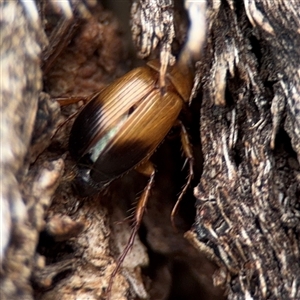 Phyllotocus macleayi at Ngunnawal, ACT - 10 Jan 2025