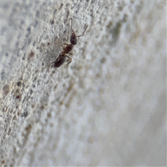 Doleromyrma sp. (genus) at Casey, ACT - 10 Jan 2025 06:44 PM