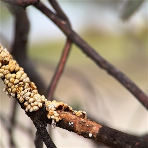 Eriococcidae sp. (family) (Unidentified felted scale) at Casey, ACT by Hejor1