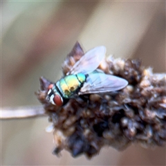 Lucilia sp. (genus) at Casey, ACT - 10 Jan 2025 by Hejor1