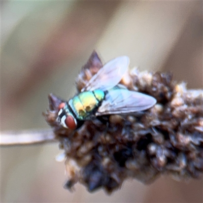 Calliphoridae (family) (Unidentified blowfly) at Casey, ACT - 10 Jan 2025 by Hejor1