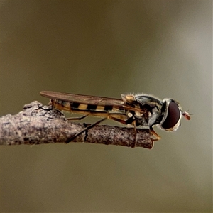 Melangyna viridiceps (Hover fly) at Casey, ACT by Hejor1