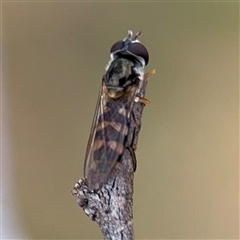 Melangyna viridiceps at Casey, ACT - 10 Jan 2025 06:57 PM