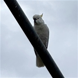 Cacatua galerita (Sulphur-crested Cockatoo) at Casey, ACT by Hejor1