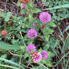 Trifolium pratense (Red Clover) at Casey, ACT - 10 Jan 2025 by Hejor1