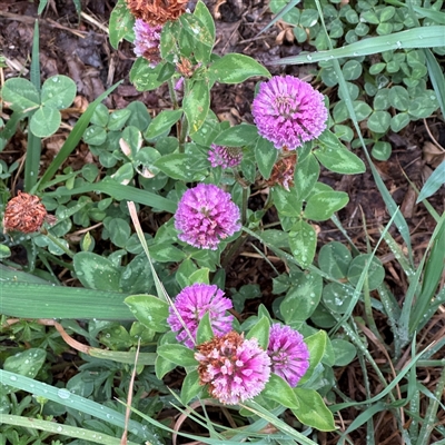 Trifolium pratense (Red Clover) at Casey, ACT - 10 Jan 2025 by Hejor1