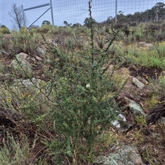 Bursaria spinosa (Native Blackthorn, Sweet Bursaria) at Bungendore, NSW - 10 Jan 2025 by clarehoneydove