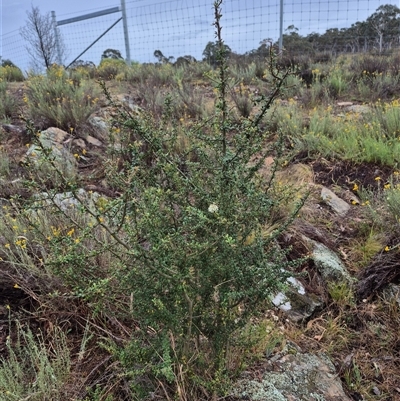 Bursaria spinosa (Native Blackthorn, Sweet Bursaria) at Bungendore, NSW - 10 Jan 2025 by clarehoneydove