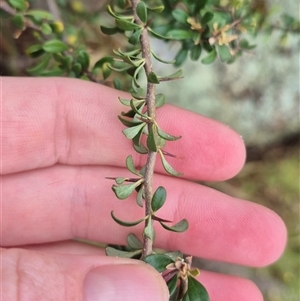 Bursaria spinosa at Bungendore, NSW - suppressed