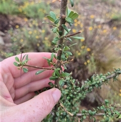 Bursaria spinosa at Bungendore, NSW - suppressed