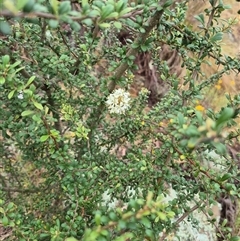 Bursaria spinosa at Bungendore, NSW - suppressed