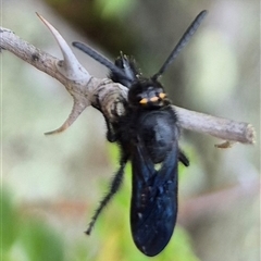 Scoliidae (family) (Unidentified Hairy Flower Wasp) at Bungendore, NSW - 10 Jan 2025 by clarehoneydove