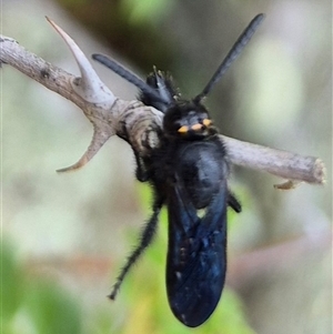 Scoliidae sp. (family) (Unidentified Hairy Flower Wasp) at Bungendore, NSW by clarehoneydove