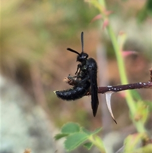 Scoliidae sp. (family) at Bungendore, NSW - 10 Jan 2025