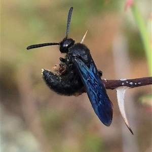 Scoliidae sp. (family) at Bungendore, NSW - 10 Jan 2025