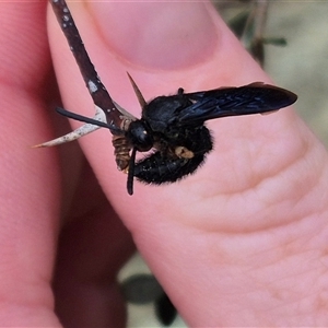 Scoliidae sp. (family) at Bungendore, NSW - 10 Jan 2025