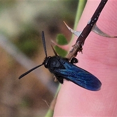 Scoliidae sp. (family) at Bungendore, NSW - 10 Jan 2025