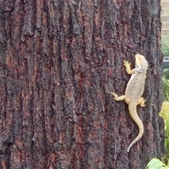 Pogona barbata at Aranda, ACT - 5 Jan 2025 by KMcCue