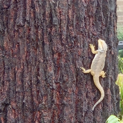 Pogona barbata (Eastern Bearded Dragon) at Aranda, ACT - 6 Jan 2025 by KMcCue