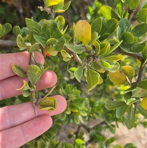 Lycium ferocissimum at Bungendore, NSW - 9 Jan 2025 04:09 PM