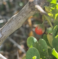 Lycium ferocissimum at Bungendore, NSW - 9 Jan 2025 04:09 PM