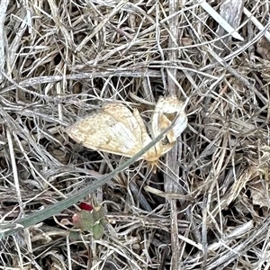 Scopula rubraria (Reddish Wave, Plantain Moth) at Yarralumla, ACT by KMcCue