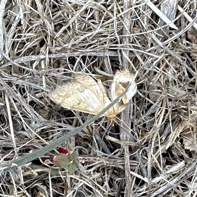 Scopula rubraria (Reddish Wave, Plantain Moth) at Yarralumla, ACT - 10 Jan 2025 by KMcCue