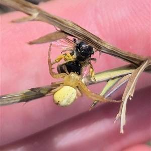 Lehtinelagia prasina (Leek-green flower spider) at Bungendore, NSW by clarehoneydove