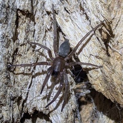 Gnaphosidae (family) (Ground spider) at Kambah, ACT - 10 Jan 2025 by HelenCross