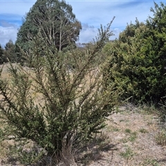 Cotoneaster rotundifolius (A Cotoneaster) at Bungendore, NSW - 9 Jan 2025 by clarehoneydove