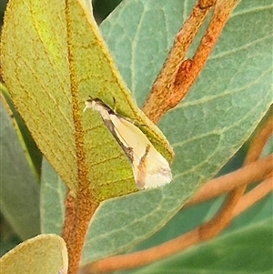 Thema chlorochyta (A Concealer moth) at Bungendore, NSW by clarehoneydove