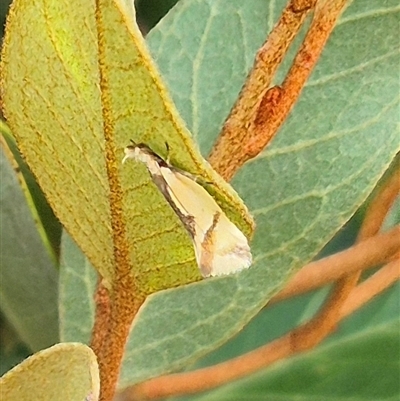 Thema chlorochyta (A Concealer moth) at Bungendore, NSW - 9 Jan 2025 by clarehoneydove