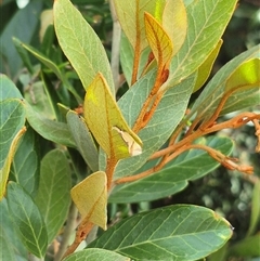 Thema chlorochyta at Bungendore, NSW - 9 Jan 2025