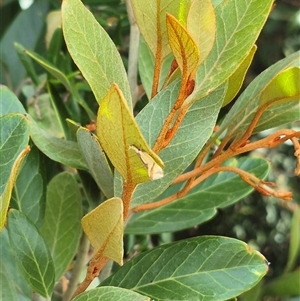 Thema chlorochyta at Bungendore, NSW - 9 Jan 2025