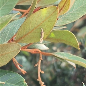 Thema chlorochyta at Bungendore, NSW - 9 Jan 2025