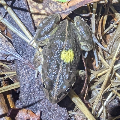 Limnodynastes tasmaniensis (Spotted Grass Frog) at Kambah, ACT - 10 Jan 2025 by HelenCross