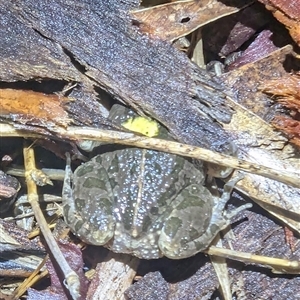 Limnodynastes tasmaniensis at Kambah, ACT - 10 Jan 2025 09:19 PM