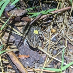 Limnodynastes tasmaniensis at Kambah, ACT - 10 Jan 2025 09:19 PM