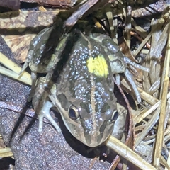 Limnodynastes tasmaniensis at Kambah, ACT - 10 Jan 2025 09:19 PM