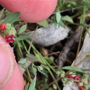 Einadia nutans at Bungendore, NSW - 9 Jan 2025 02:51 PM