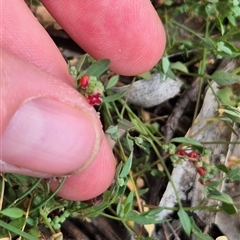 Einadia nutans at Bungendore, NSW - 9 Jan 2025 02:51 PM