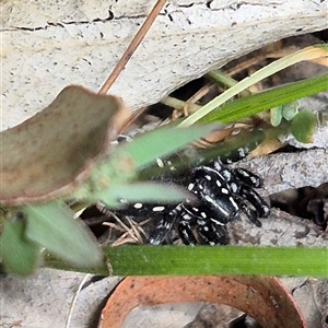 Nyssus albopunctatus (White-spotted swift spider) at Bungendore, NSW by clarehoneydove