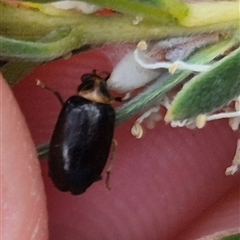 Monolepta sp. (genus) (Leaf beetle) at Bungendore, NSW - 8 Jan 2025 by clarehoneydove