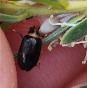 Monolepta sp. (genus) at Bungendore, NSW by clarehoneydove