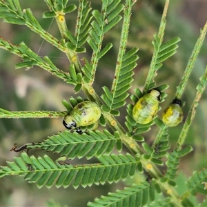 Calomela sp. (genus) at Bungendore, NSW - suppressed